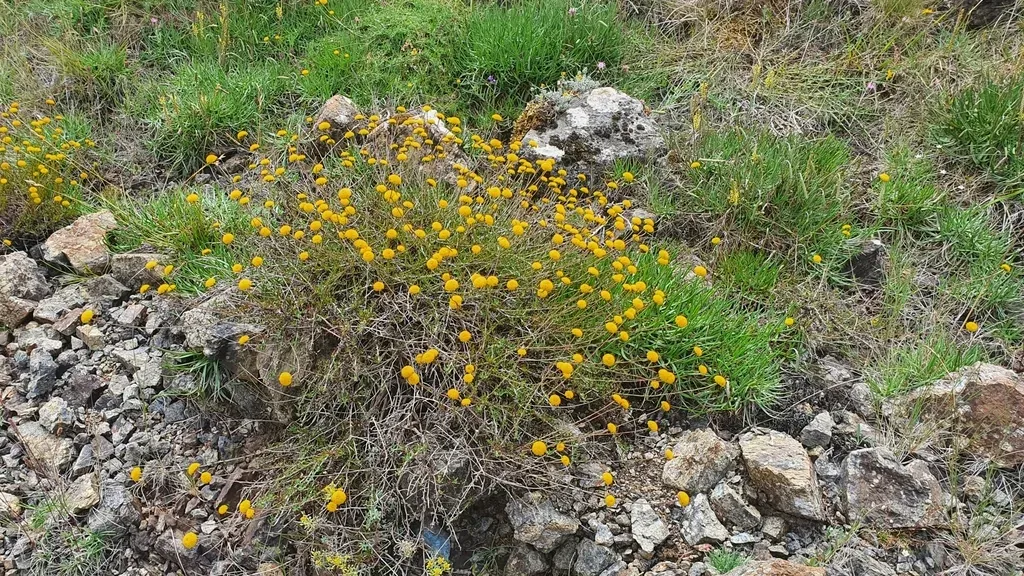 Santolina Melidensis