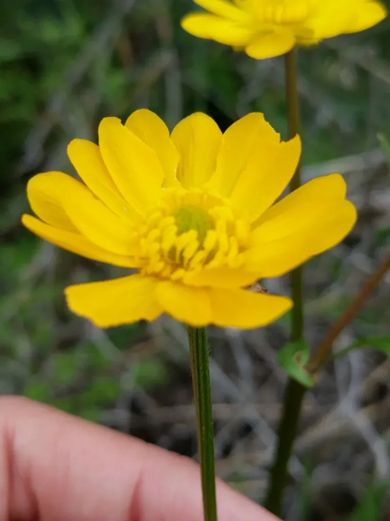 Showy Buttercup