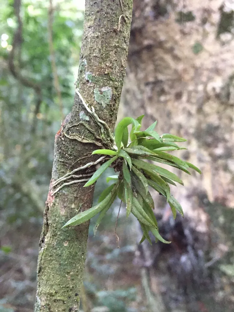 Zygostates Alleniana