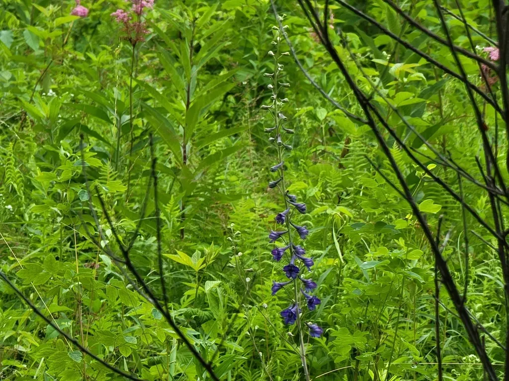 Tall Larkspur