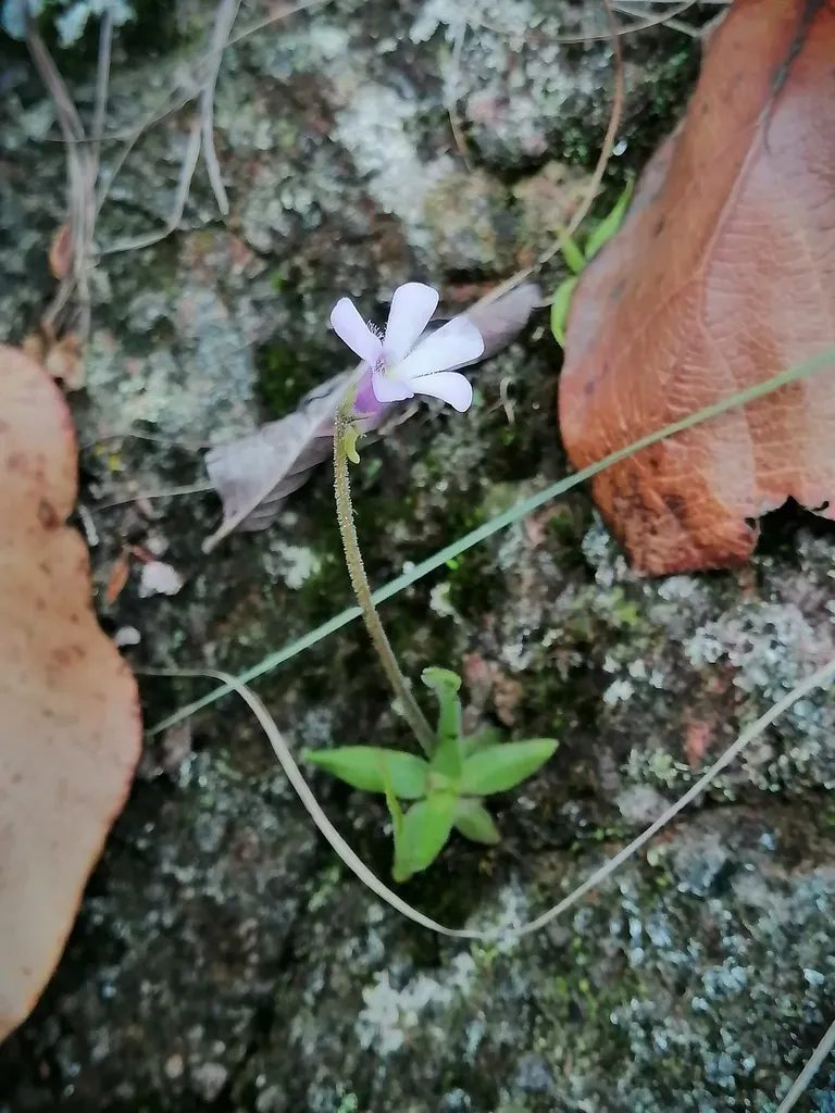Pinguicula Heterophylla