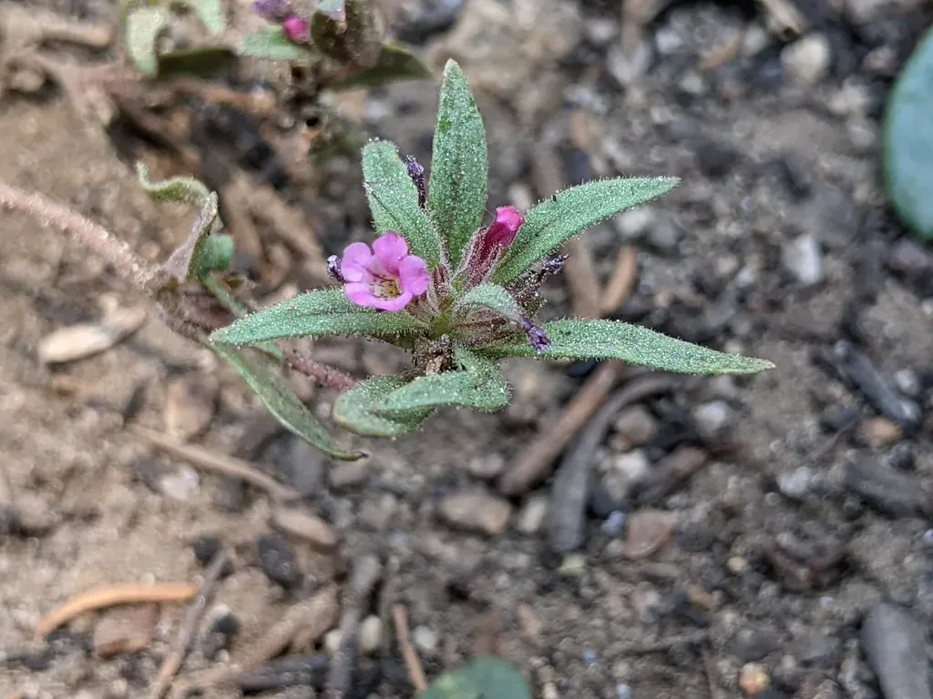 Slender Monkeyflower