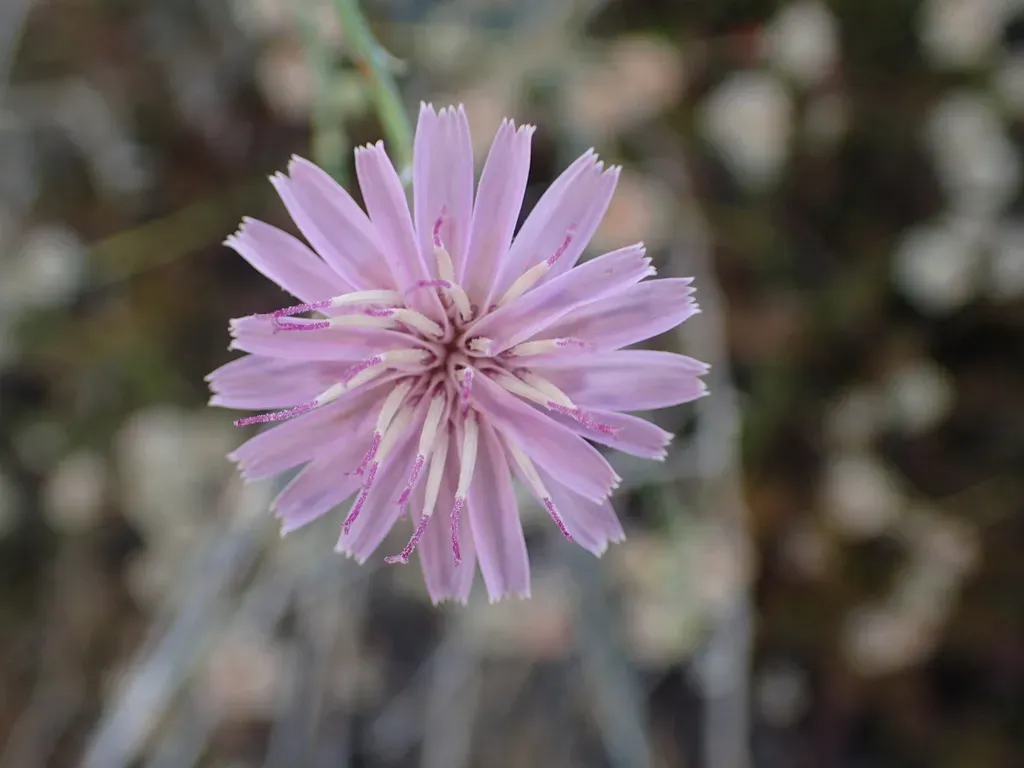 Chicoryleaf Wirelettuce