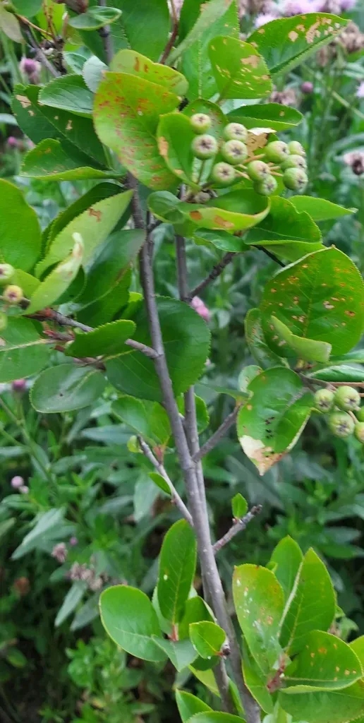 Mitschurinii Chokeberry