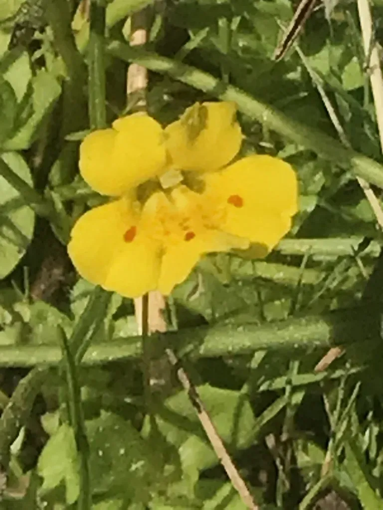 Primrose Monkeyflower