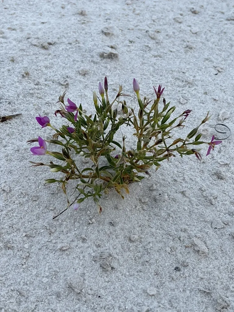 Gypsum Centaury