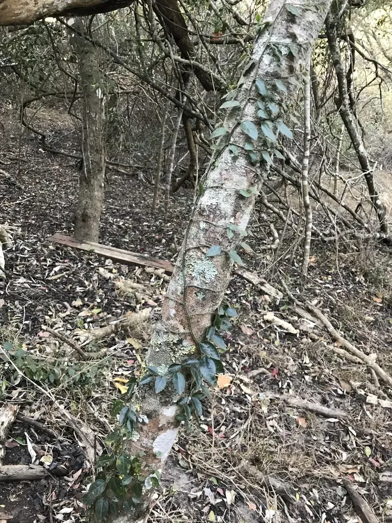 Capparis Fascicularis