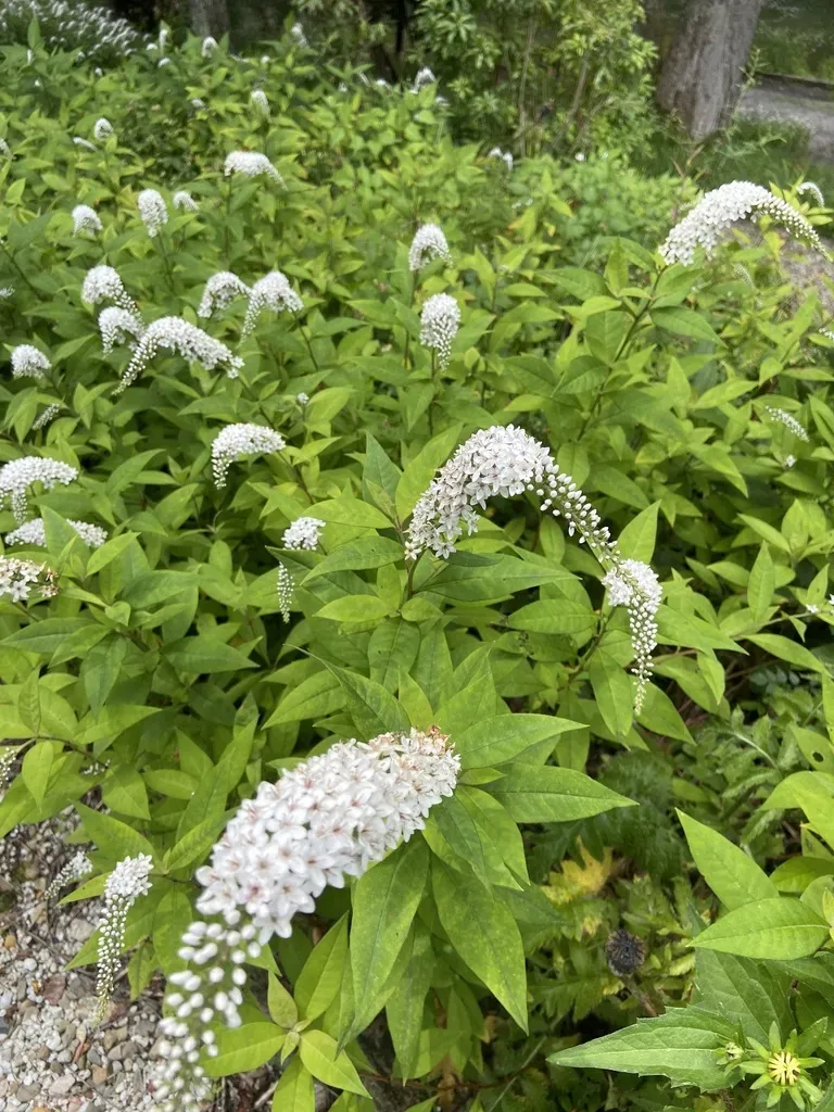Gooseneck Loosestrife