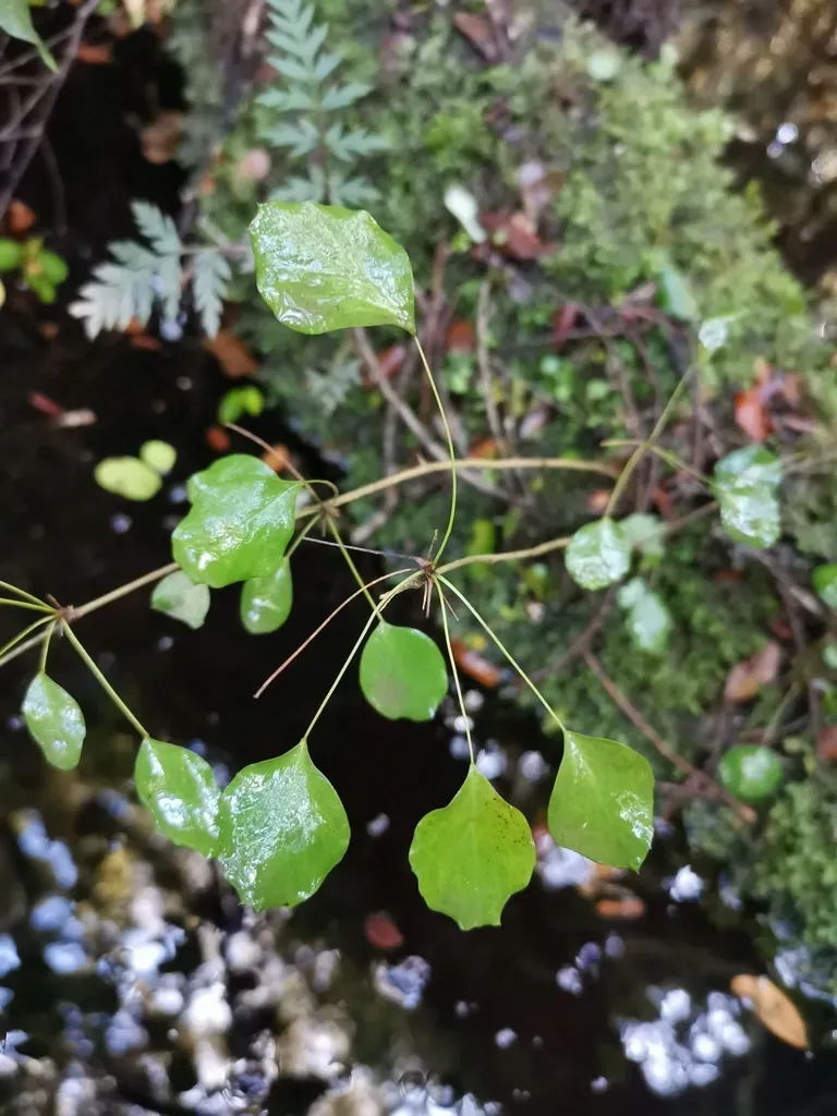 Berberis Rotundifolia