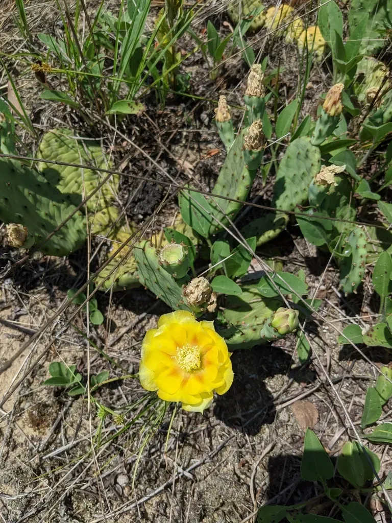 Eastern Prickly Pear
