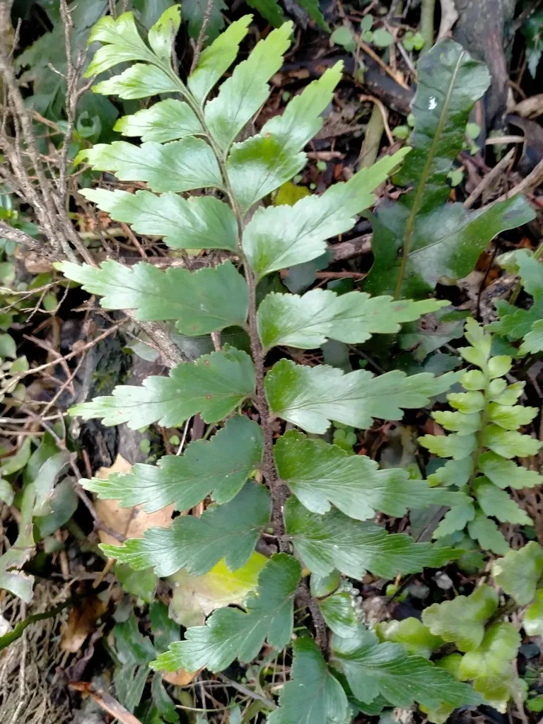 Sickle Spleenwort