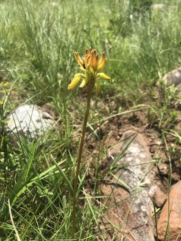 Dwarf Yellow Grass Aloe