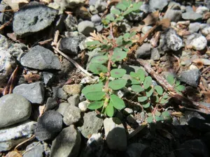 Spotted Spurge