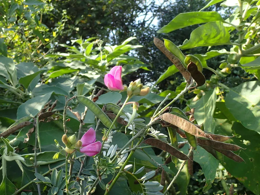 Tephrosia Shiluwanensis