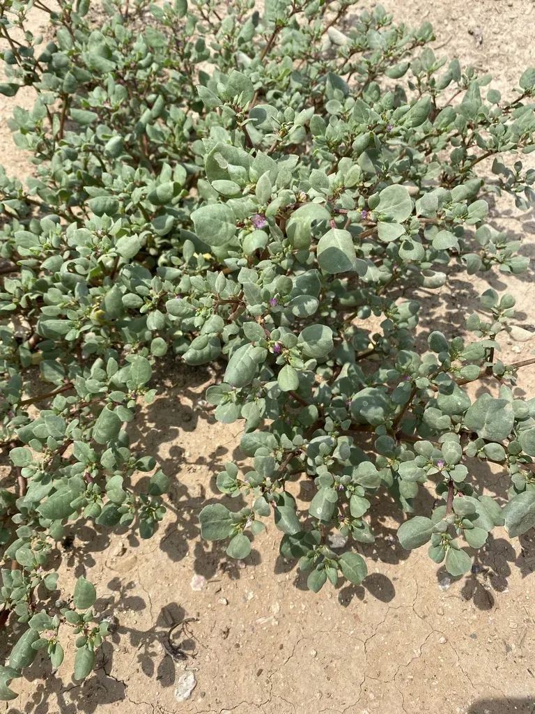 Desert Horsepurslane