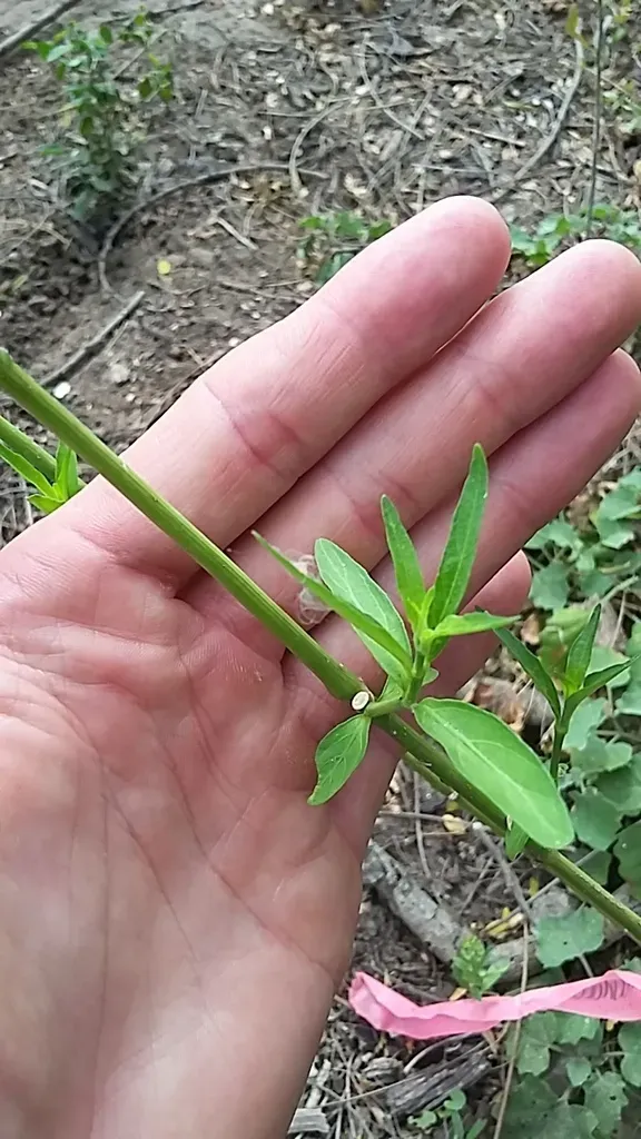 Runyon's Water Willow