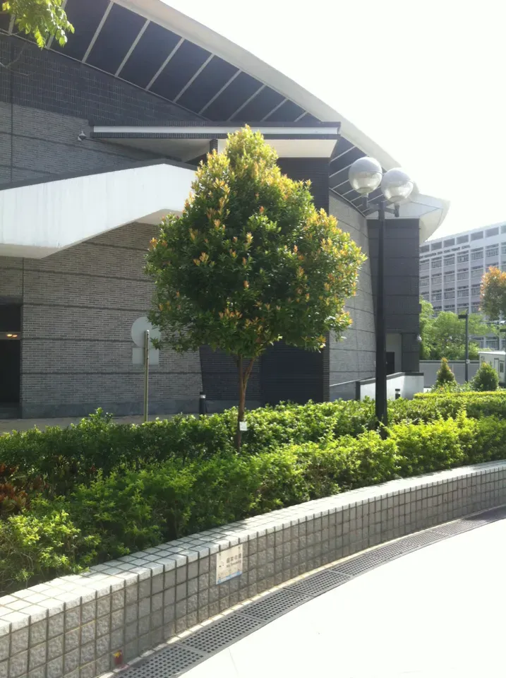 Taxithelium Isocladum