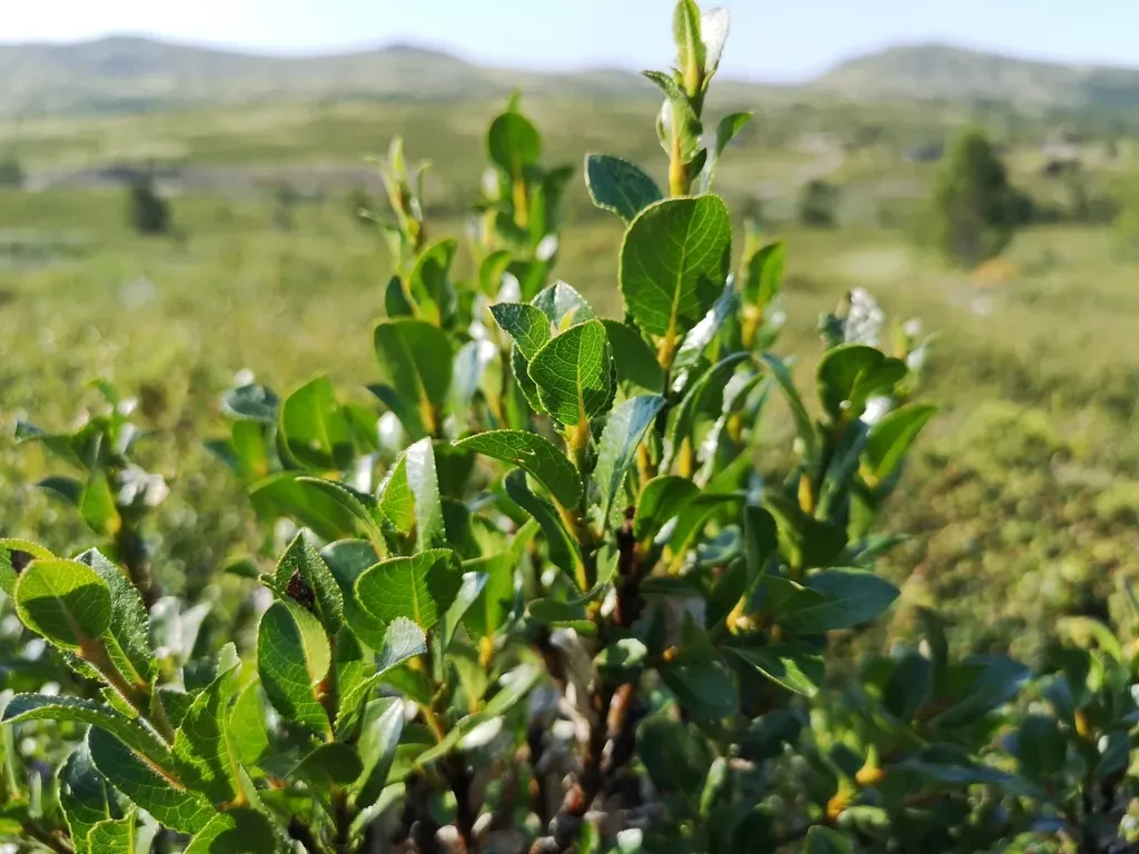 Whortle-leaved Willow
