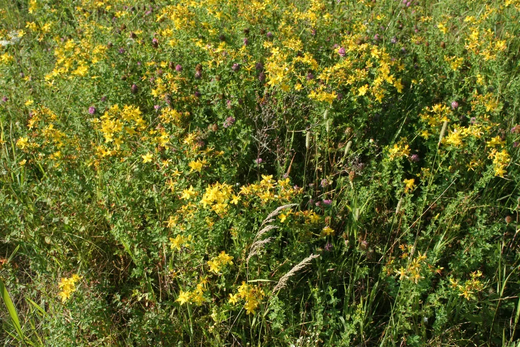 St. John's Wort