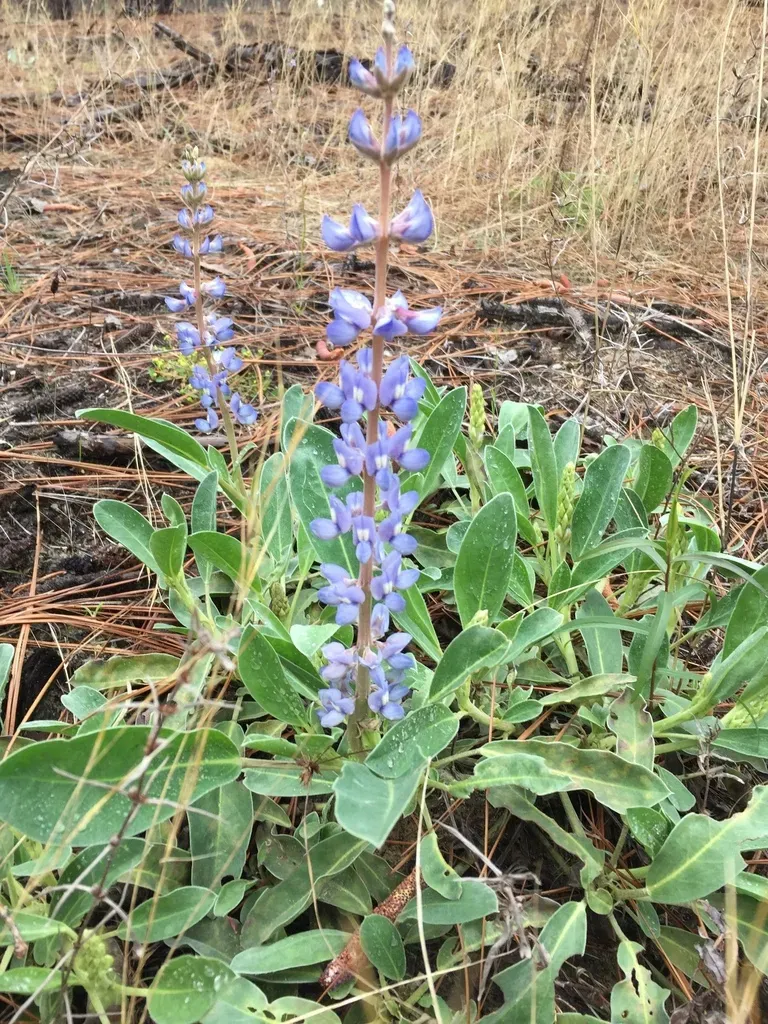 Skyblue Lupine