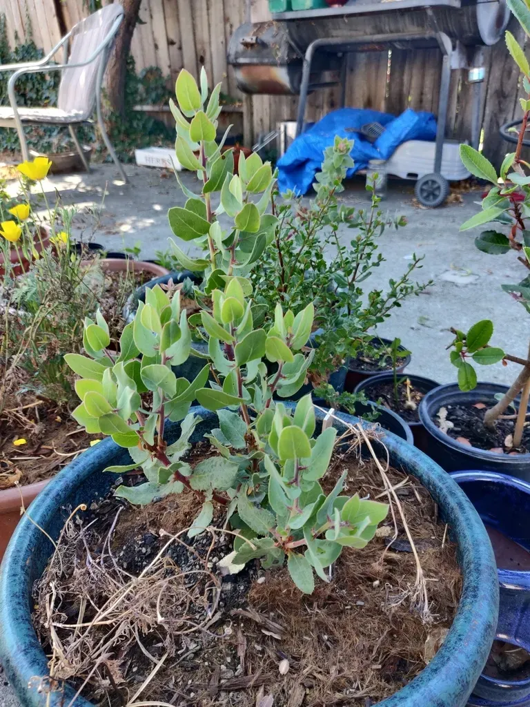Gabilan Mountains Manzanita