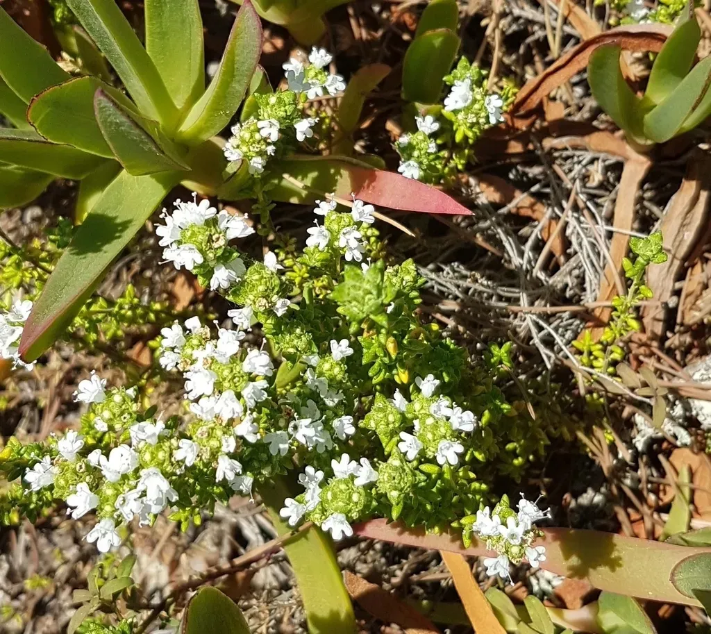 Portuguese Thyme