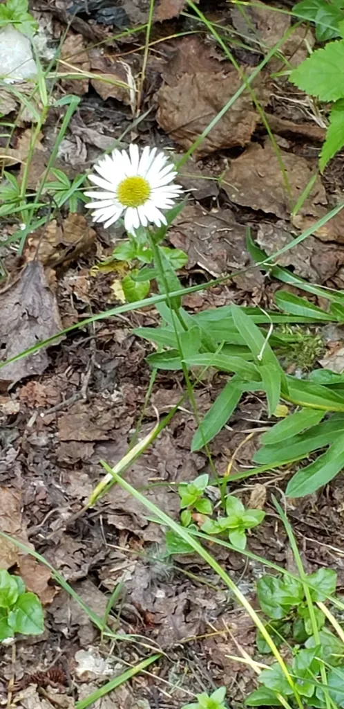 Wandering Fleabane
