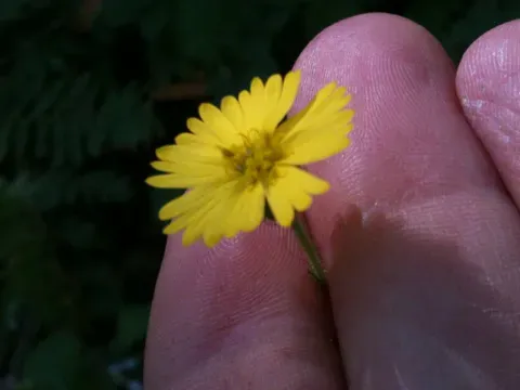 Spermacoce Auriculata