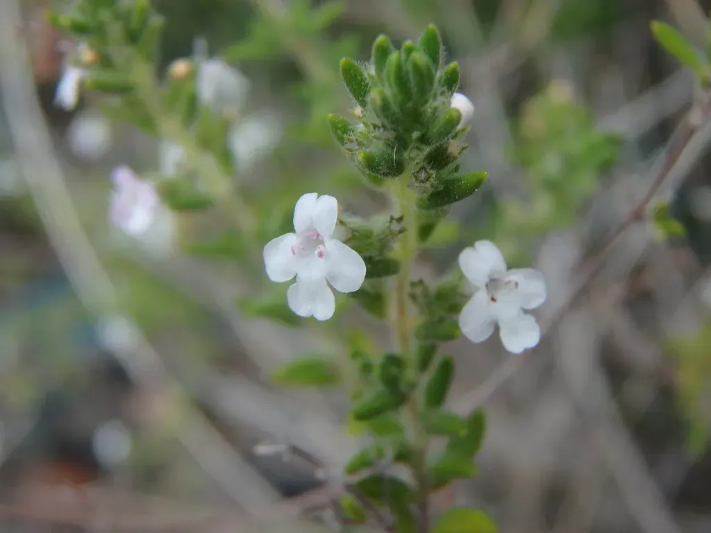 Micromeria Hyssopifolia