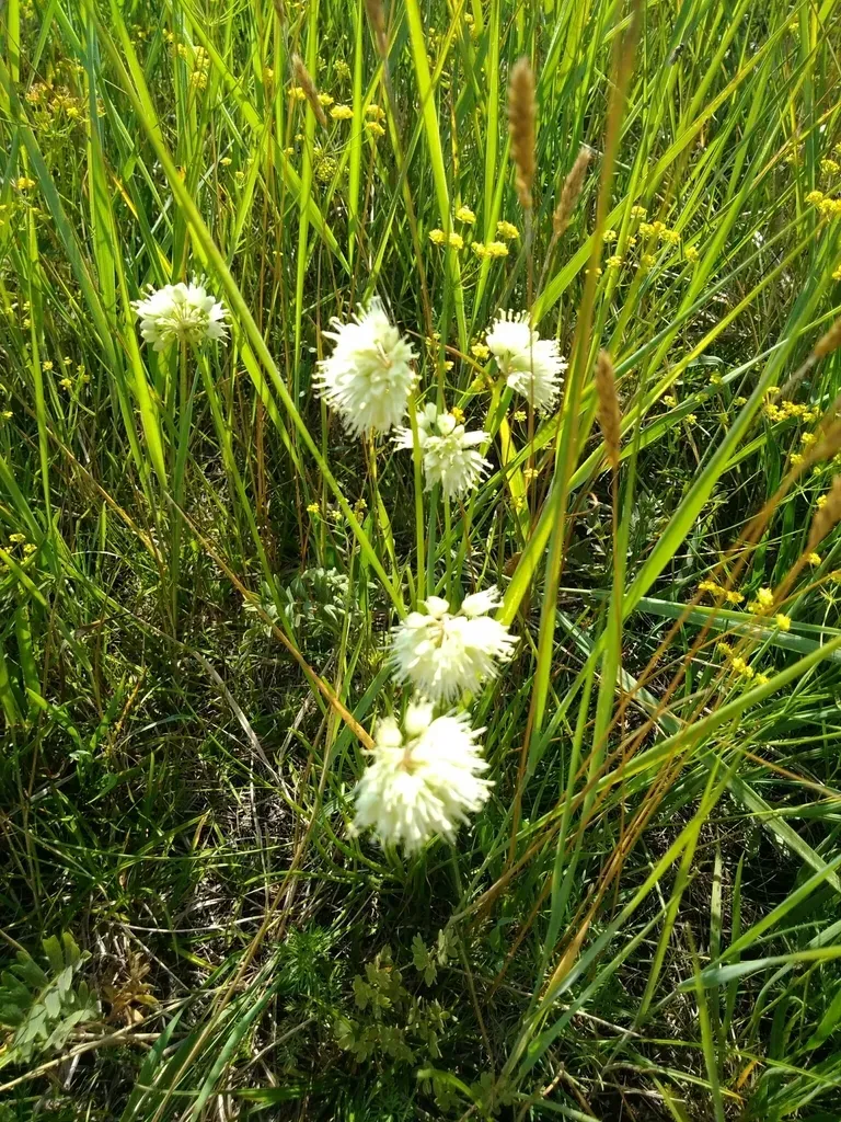 Allium Stellerianum