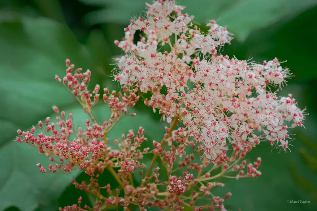 Queen Of The Prairie