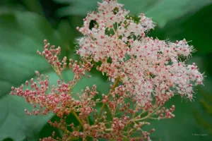 Queen Of The Prairie