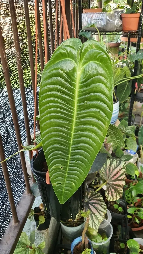 Anthurium Veitchii