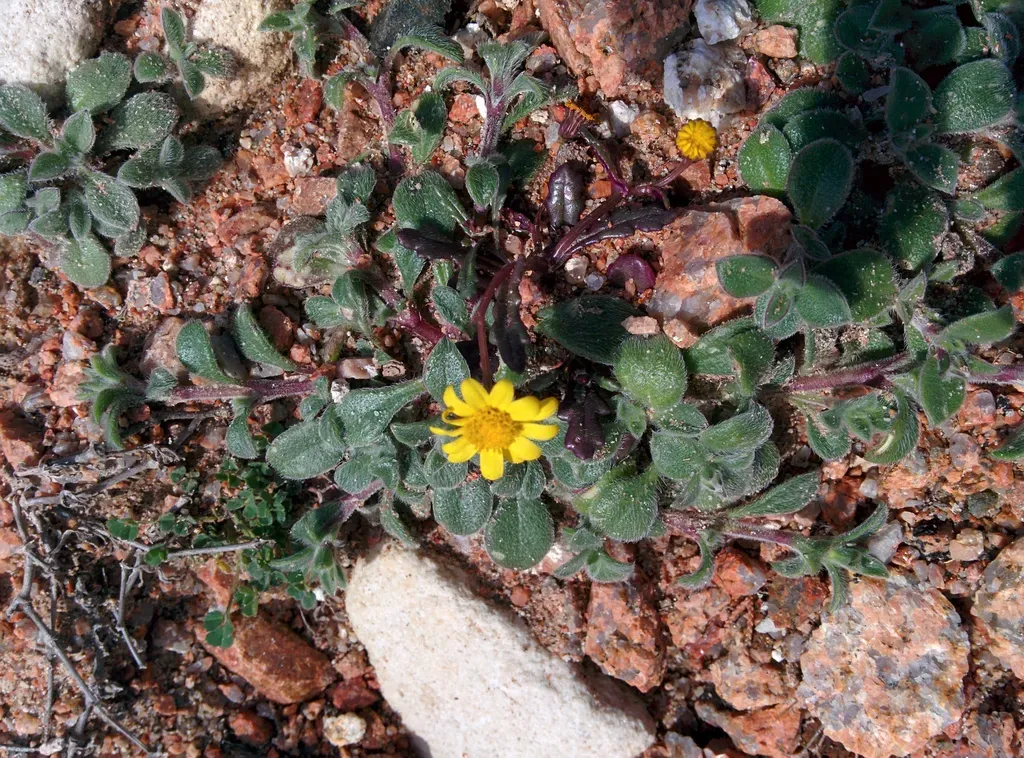 Senecio Transiens