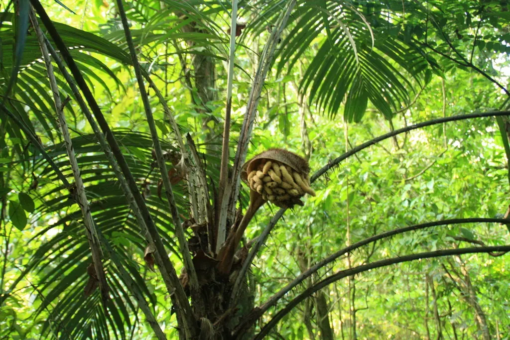 Astrocaryum Mexicanum