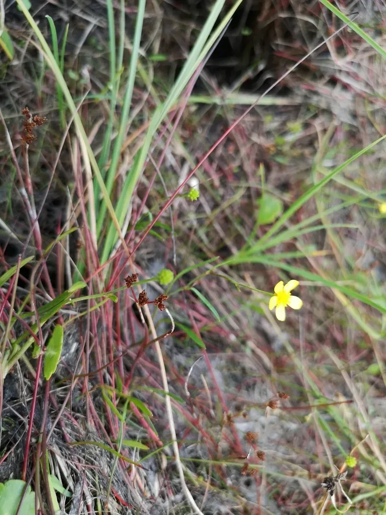 Creeping Spearwort
