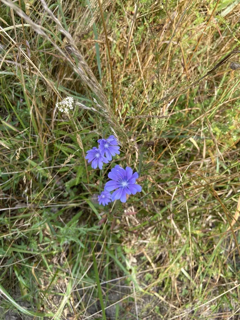 Chicory