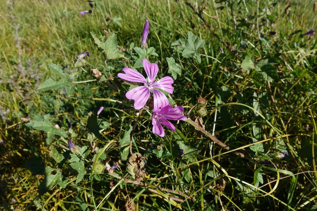 Common Mallow