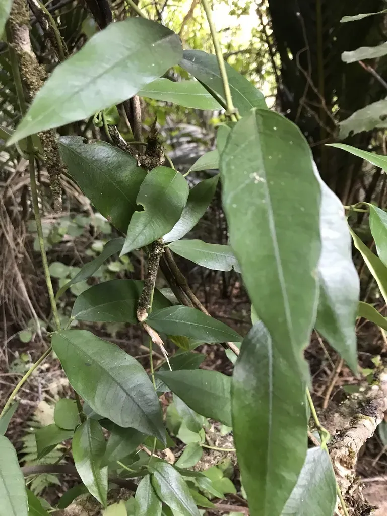 New Zealand Passionflower