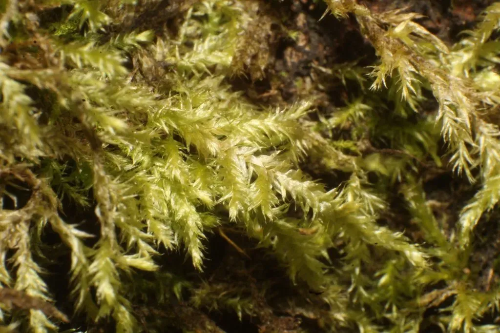 Loose Straw Moss