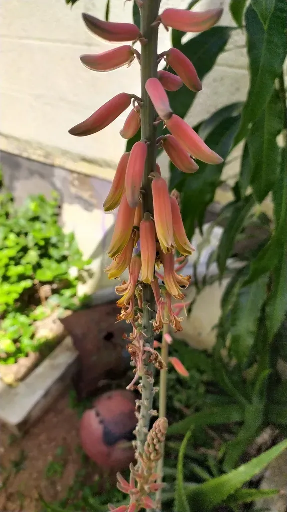 Aloe Vera