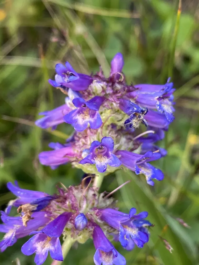 Rydberg's Penstemon