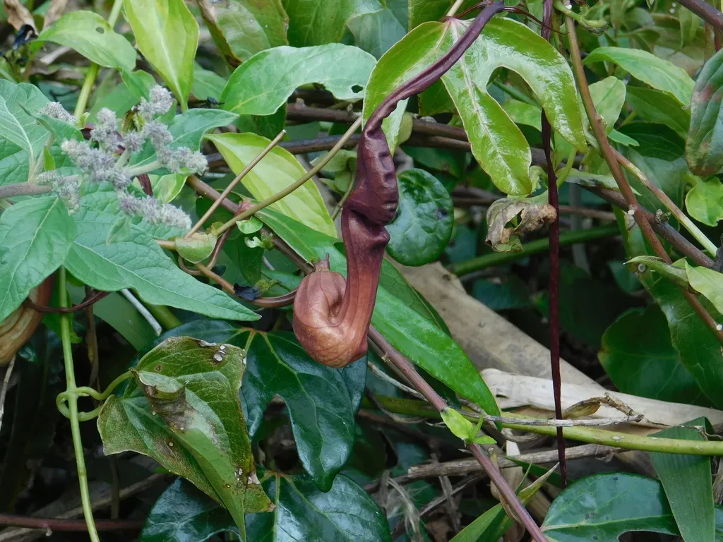Aristolochia Macroura