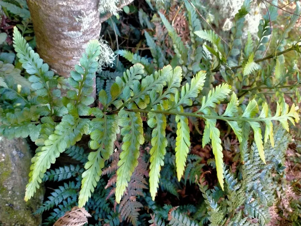 Lyall's Spleenwort