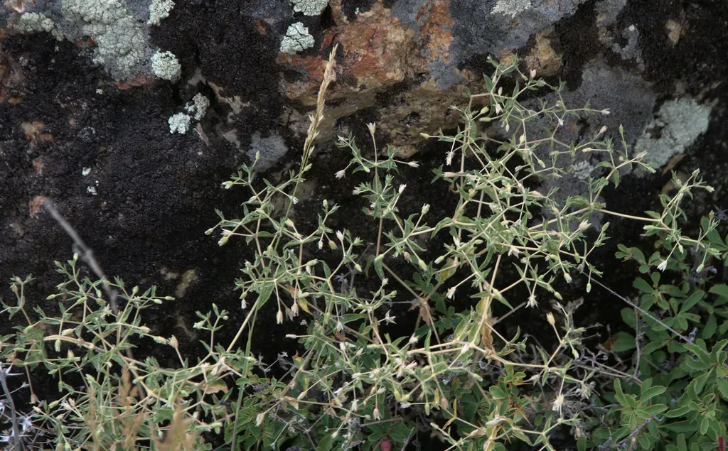 None Widely Documented