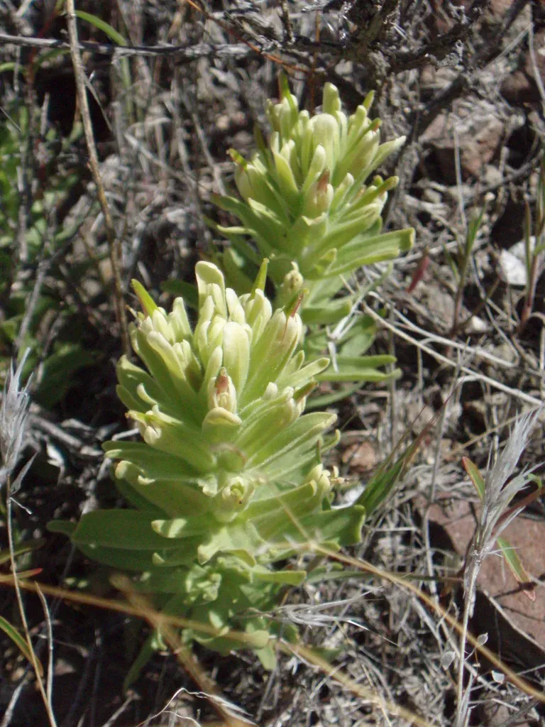 Yellowhair Indian Paintbrush