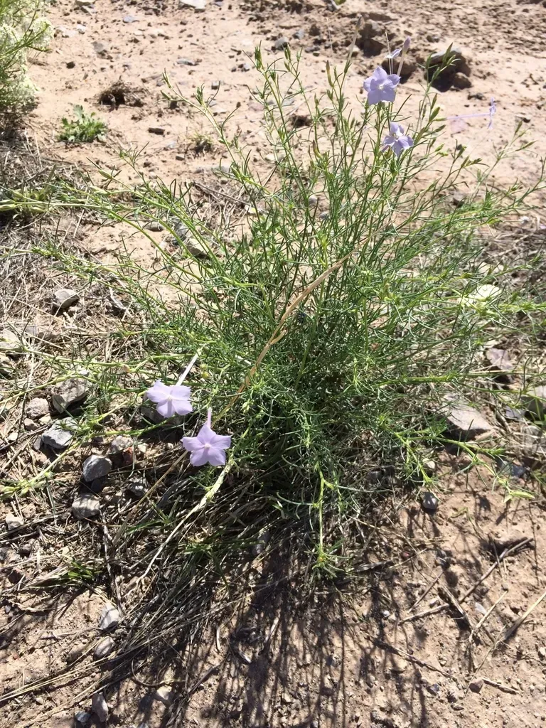 Flaxflowered Ipomopsis