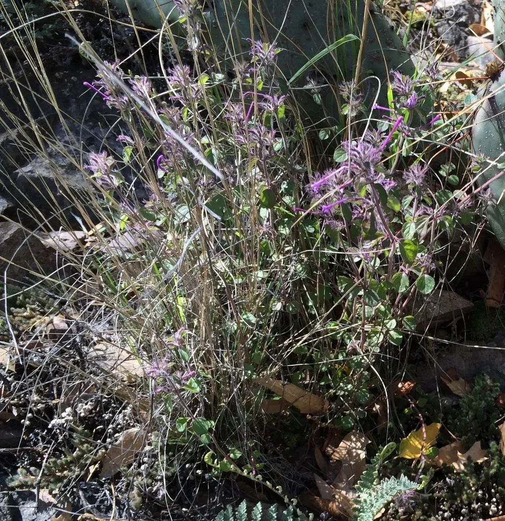Ribbed False Pennyroyal