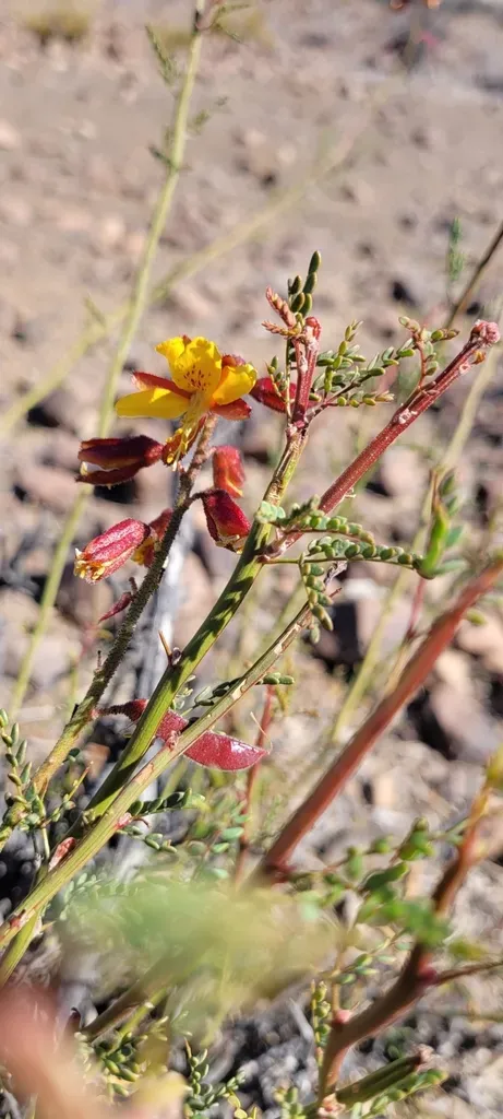 Erythrostemon Angulatus