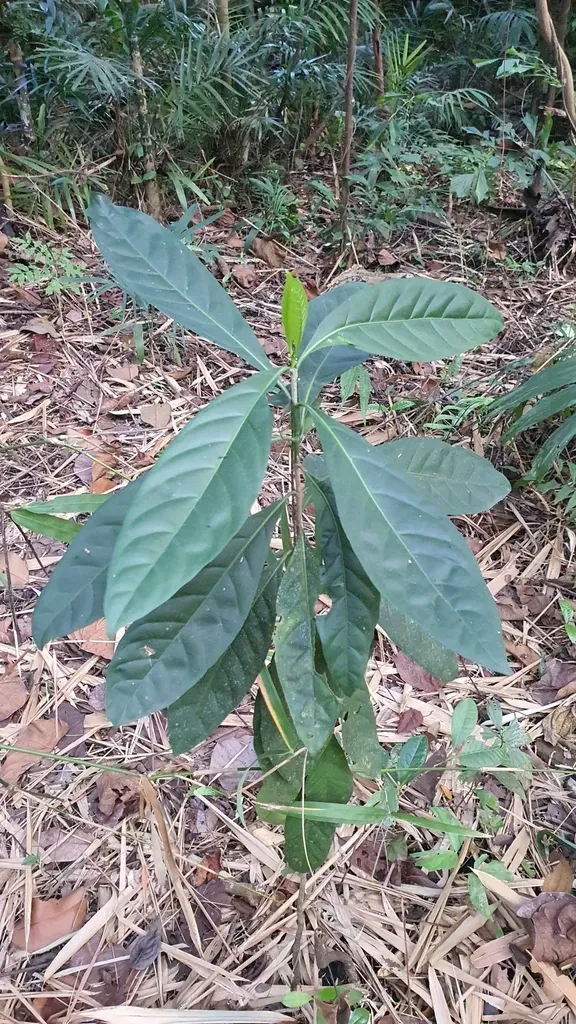 Oxyceros Longiflorus